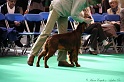 Crufts2011 112